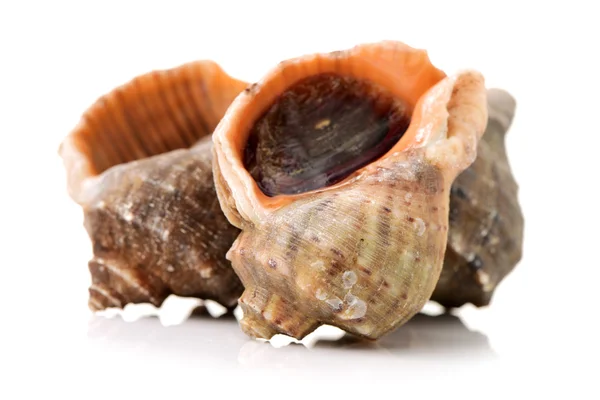 Levande conch på vit bakgrund — Stockfoto