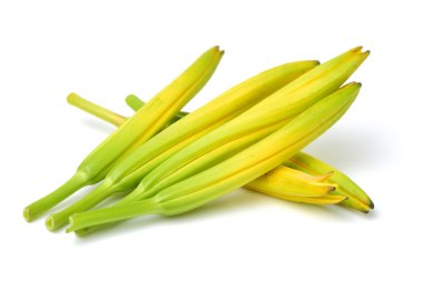 beyaz zemin üzerine daylily