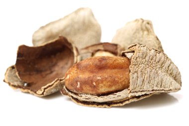 Brezilya fıstığı beyaz zemin üzerine