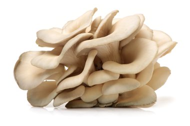 Beyaz arka planda istiridye mantarı