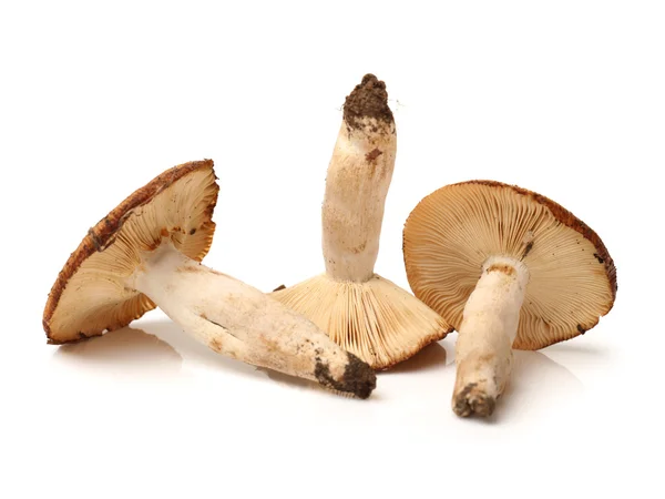 Eetbare paddestoelen geïsoleerd op wit — Stockfoto