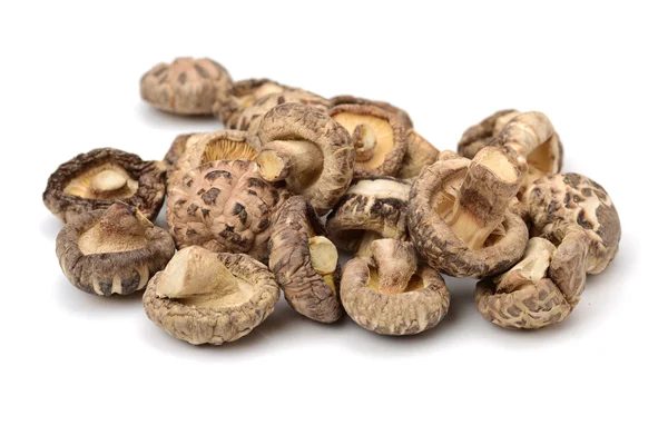 Shiitake svamp på den vita bakgrunden — Stockfoto