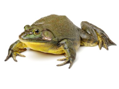 Beyaz arka plan üzerinde Avrupa kurbağa