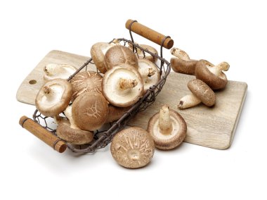 Shiitake mantar beyaz 