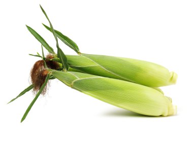 Beyaz arkaplanda mısır