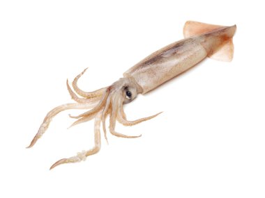 beyaz izole taze kalamar 