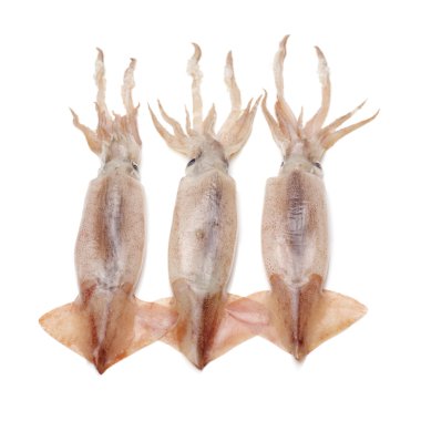 beyaz izole taze kalamar 