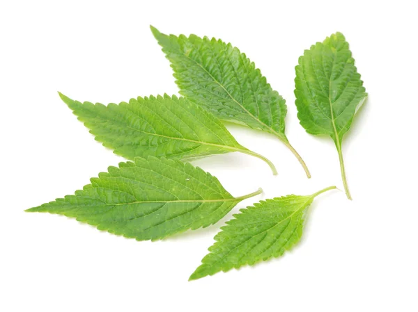 Mint leaves on a white — Stock Photo, Image
