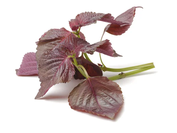 Perilla (Shiso) Feuille sur blanc — Photo