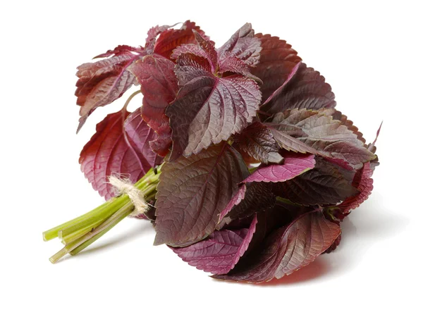 Perilla (Shiso) Folha sobre branco — Fotografia de Stock