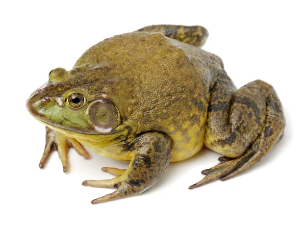 白色背景上的欧洲青蛙 — 图库照片
