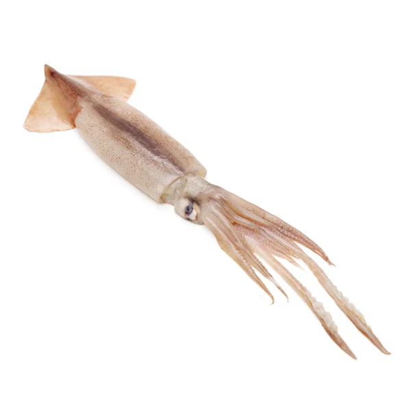Verse squid geïsoleerd op wit — Stockfoto
