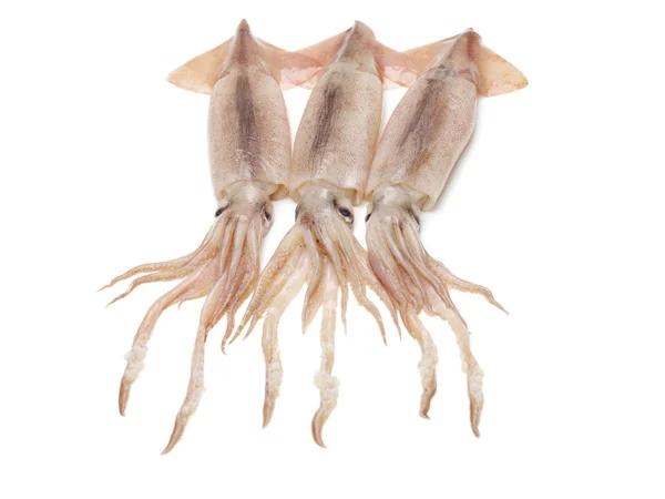 Fresh squid isolated on white — Stock Photo, Image