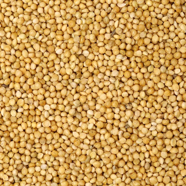Белые горчичные семена — стоковое фото