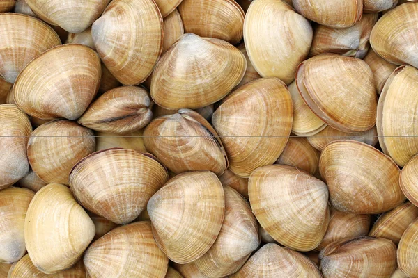 Un montón de conchas de mar vieira — Foto de Stock