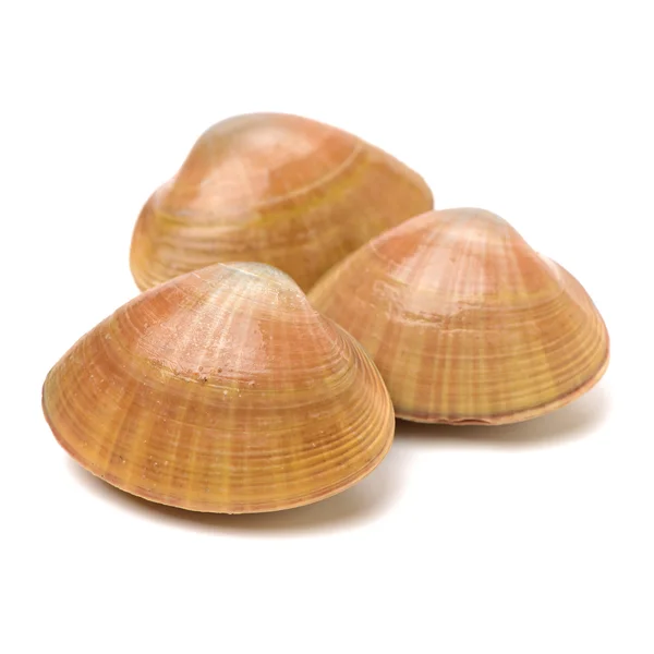 Stacked fresh raw clams on — Stock Photo, Image