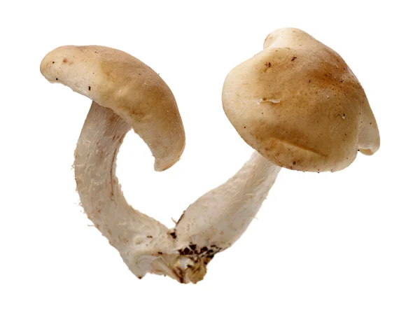 Cogumelo Shiitake no Branco — Fotografia de Stock