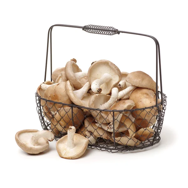 Shiitake mushroom on the White — Stock Photo, Image