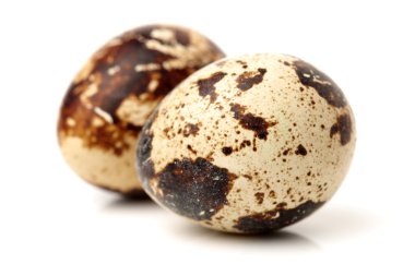 bıldırcınlar yumurta