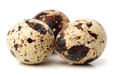 bıldırcınlar yumurta