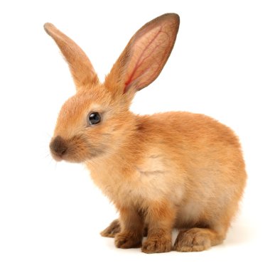 bruin bunnykahverengi tavşan