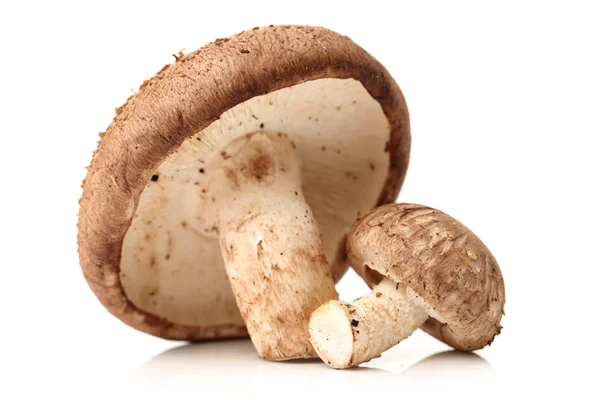 Cogumelos shiitake — Fotografia de Stock