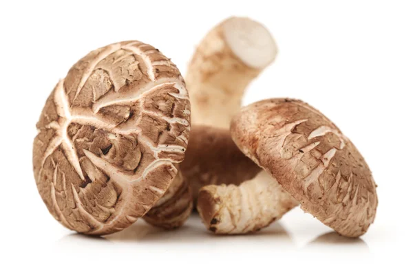 Setas shiitake — Foto de Stock