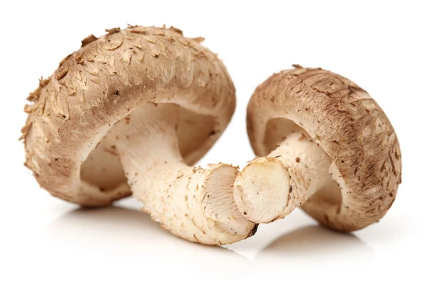 Shiitake-Pilze — Stockfoto