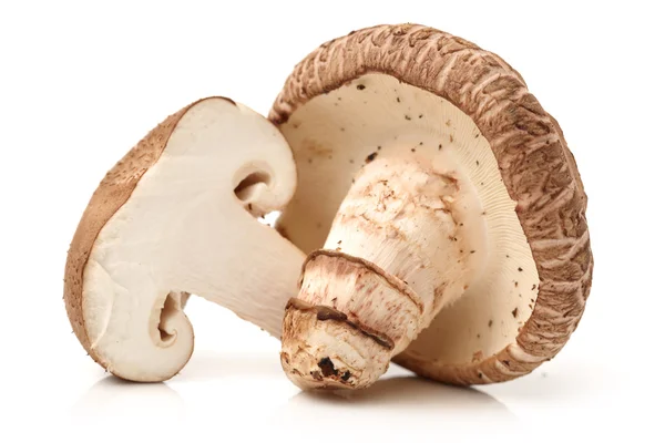 Shiitake mantarları — Stok fotoğraf