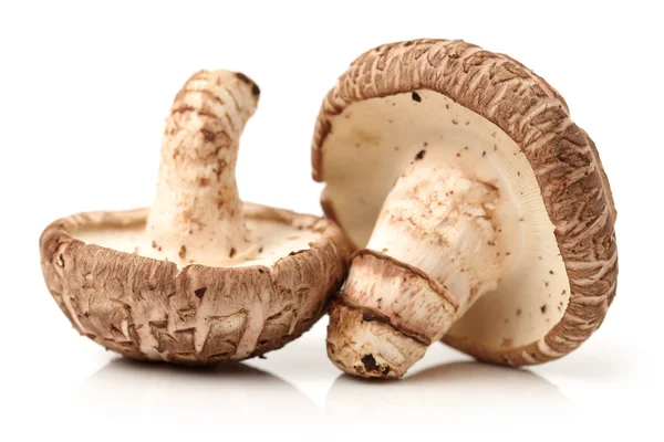 Cogumelos shiitake — Fotografia de Stock