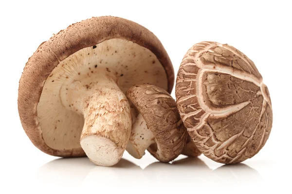 Shiitake champignons — Stockfoto