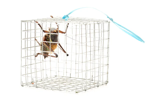 Grasshopper in cage — Stock Photo, Image