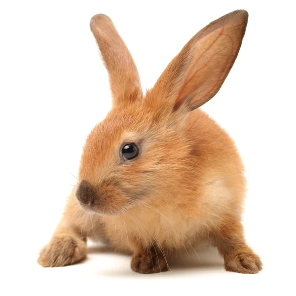 Brauner Hase — Stockfoto