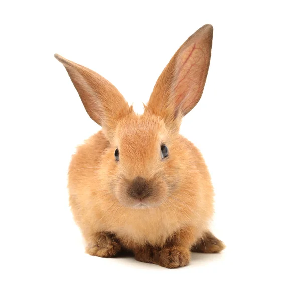 Brauner Hase — Stockfoto