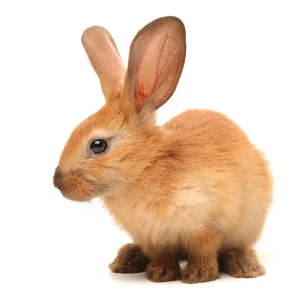 Brauner Hase — Stockfoto