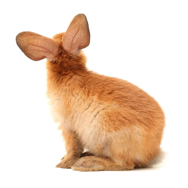 Brown bunny — Stock Photo, Image