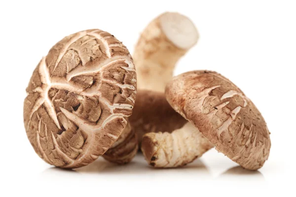 Shiitake mushrooms Stock Picture