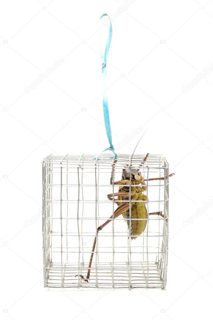 Grasshopper in cage