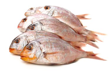 ham porgy