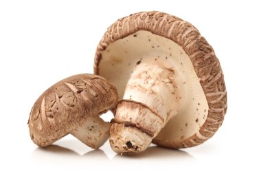 shiitake mantar