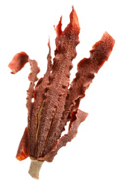 Kuru Manolya çiçeği