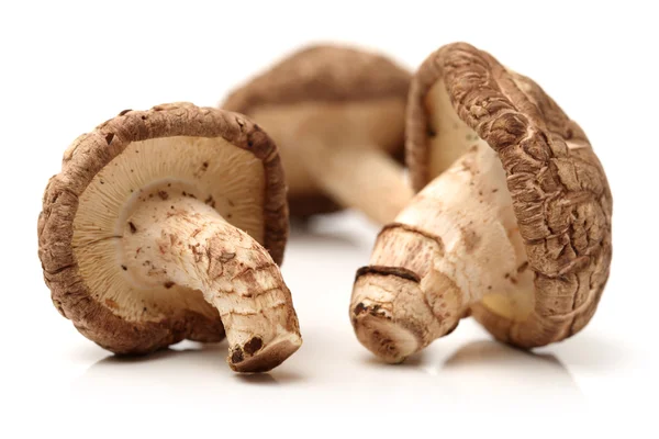 Fungo Shiitake — Foto Stock