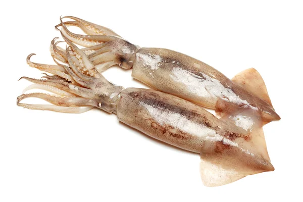Freshly caught squids — Stock Photo, Image
