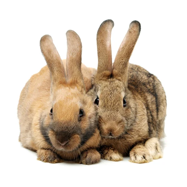 Conigli bruni — Foto Stock