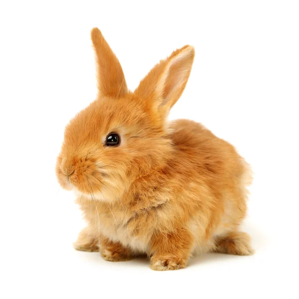 オレンジ色のウサギの赤ちゃん — ストック写真