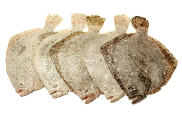 Turbot fish
