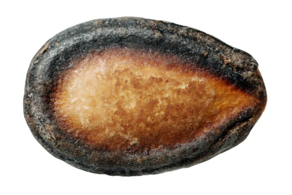 Семена черной дыни — стоковое фото