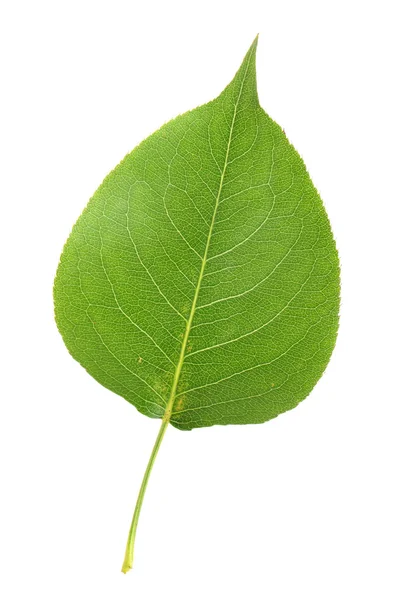 Hoja verde — Foto de Stock