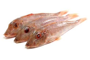 Red Gurnard Fish clipart