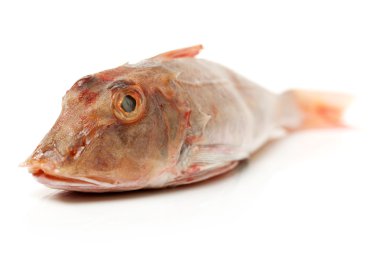Red Gurnard Fish clipart